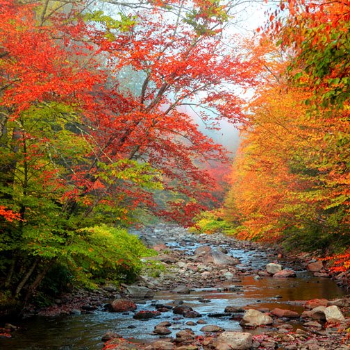 A shallow rocky creek flows through a forest with vibrant autumn foliage in shades of red, orange, and yellow under a misty sky—an enchanting scene reminiscent of the picturesque landscapes surrounding a Traverse City Bed and Breakfast.